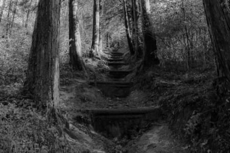 木々の階段